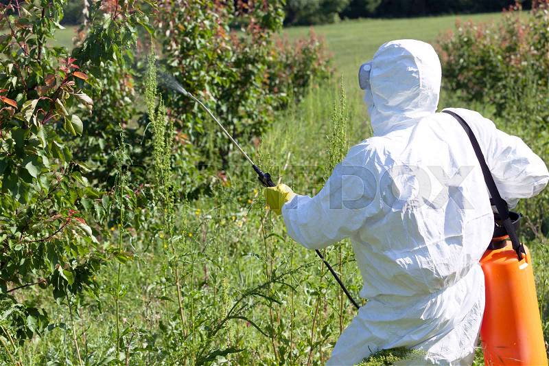 Farmer spraying toxic pesticides or insecticides in fruit orchard, stock photo