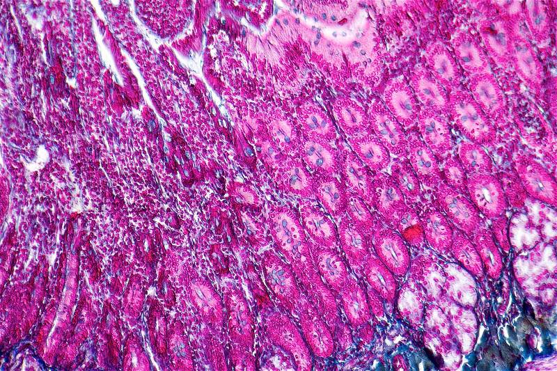 Full frame duodenum cross section micrography, stock photo