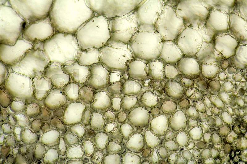 Full frame micrography showing the cell structure of a Bryophyllum plant, stock photo