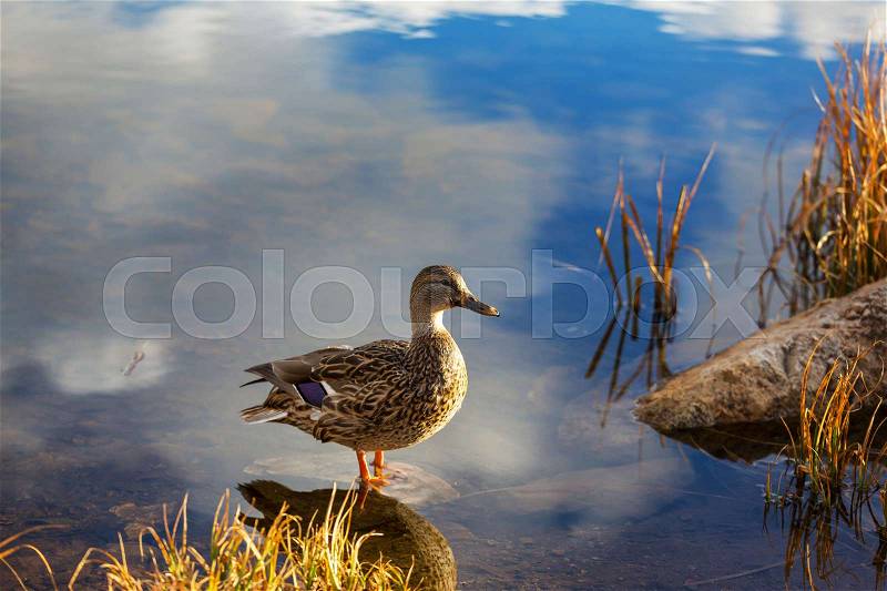 Amazing mallard duck on mountains lake, stock photo