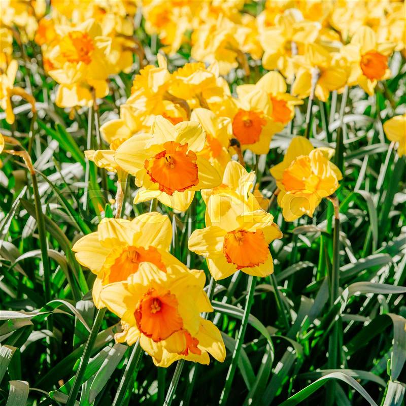 Yellow Daffodils in the gardens of Holland. Bokeh light effect, soft filter. Instagram toning effect. Keukenhof Flower Park, stock photo