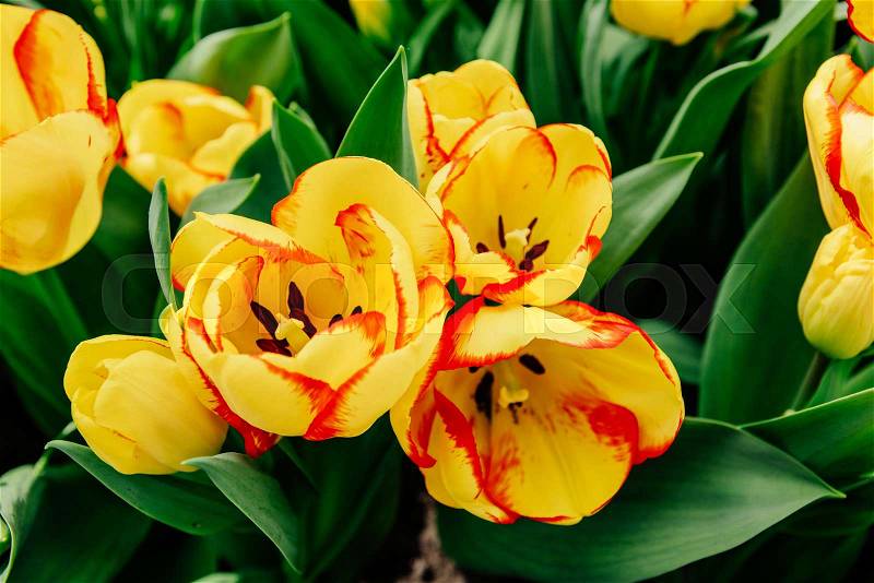 Flower field with colorful tulips. Keukenhof Flower Park. Holland, stock photo