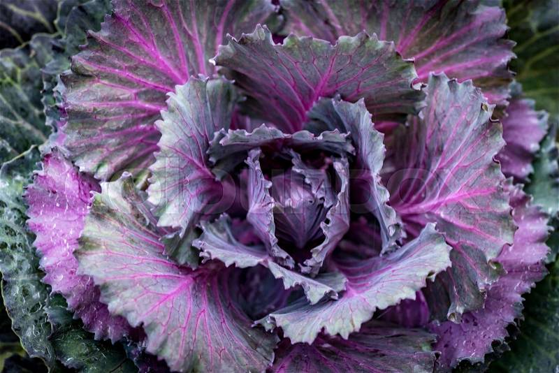 Top view of Purple lettuce background, stock photo