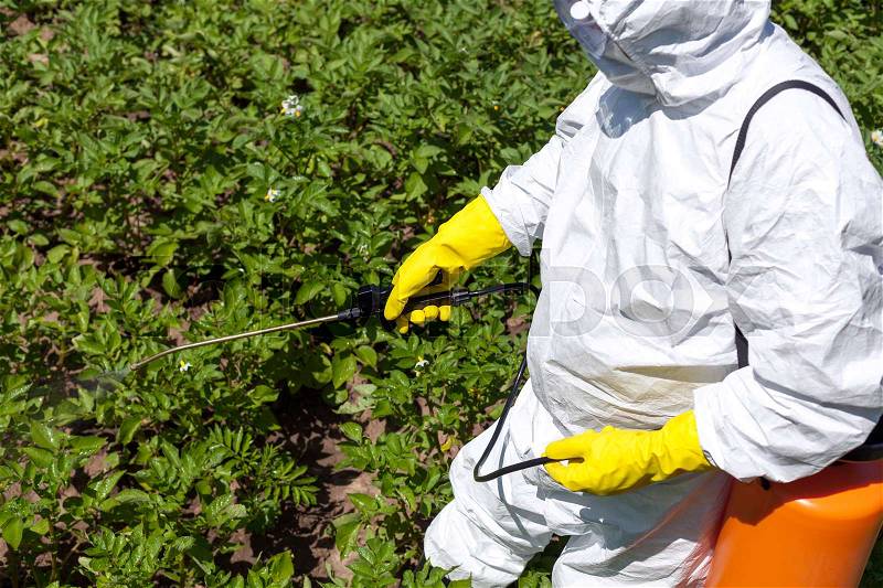 Farmer spraying toxic pesticides in the vegetable garden. Non-organic, stock photo