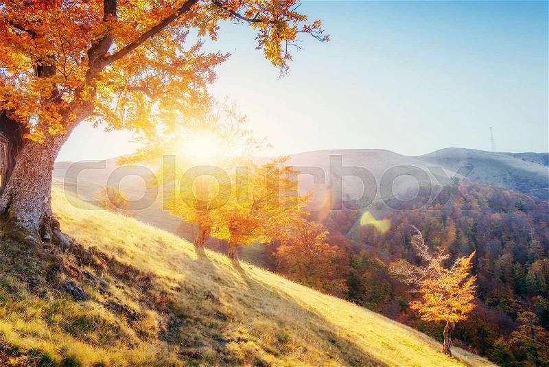 Birch forest in sunny afternoon while autumn season. Autumn Landscape. Ukraine. Europe, stock photo