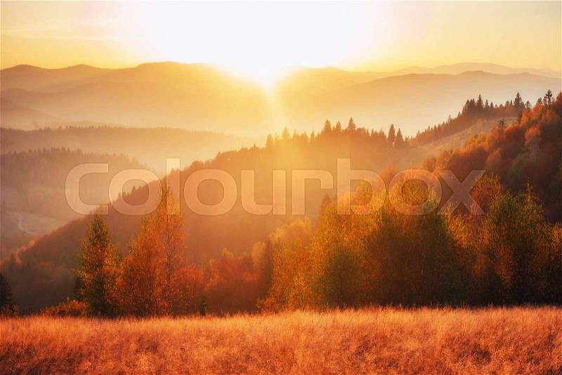 Birch forest in sunny afternoon while autumn season. Autumn Landscape. Ukraine. Europe, stock photo