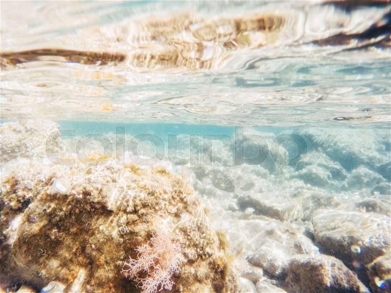 Stones and seaweed underwater, stock photo