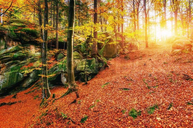 Forest in sunny afternoon while season. Autumn Landscape. Ukraine. Europe, stock photo