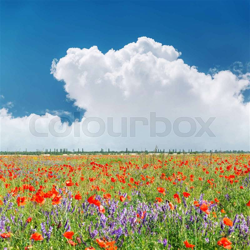 Red poppies field and clouds over it in blue sky, stock photo