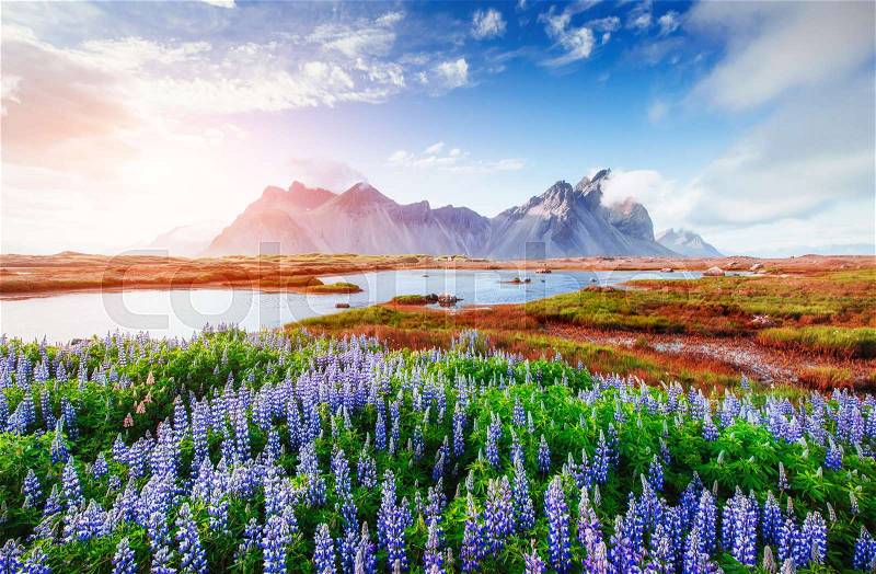 The picturesque landscapes of forests and mountains of Iceland. Wild blue lupine blooming in in summer, stock photo