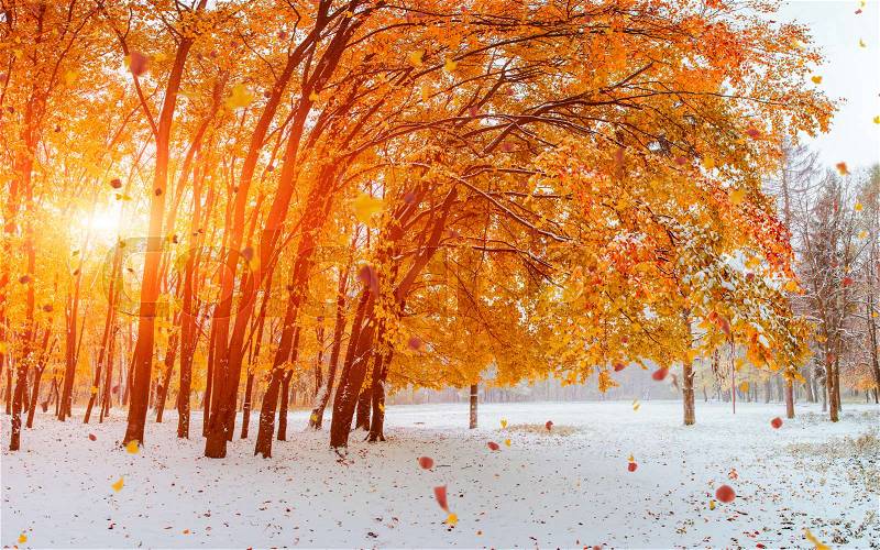 Light breaks through the autumn leaves of trees in the early days of winter, stock photo