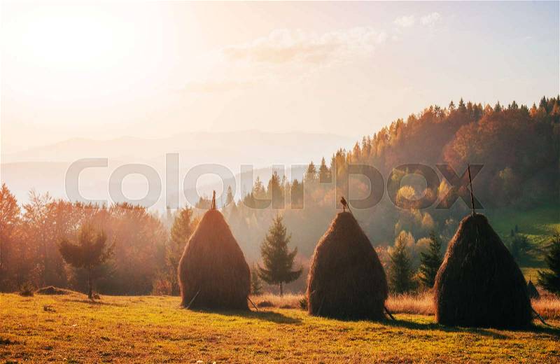Traditional hay stacks, typical rural scene. Carpathian. Ukraine, Europe, stock photo