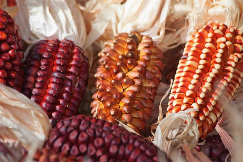 Decorative corn on the autumn market, stock photo