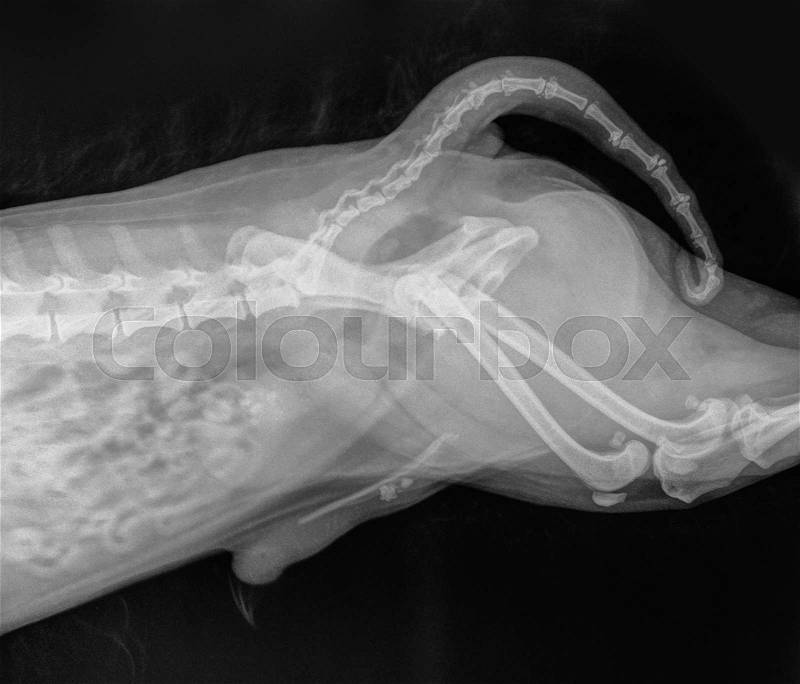 Original X-ray photo of the abdomen of a dog with stones in the bladder and urethra (urinary calculi), stock photo