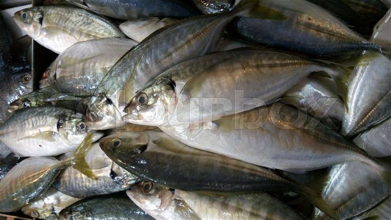 Fresh and raw silver tuna or mackerel fishes on ice for sale, stock photo