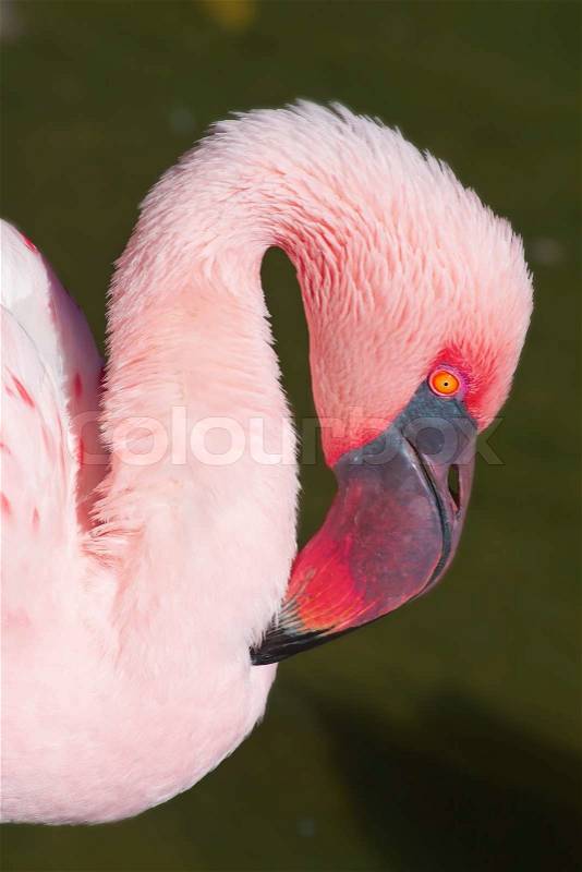 Pink flamingo close-up head detail, stock photo