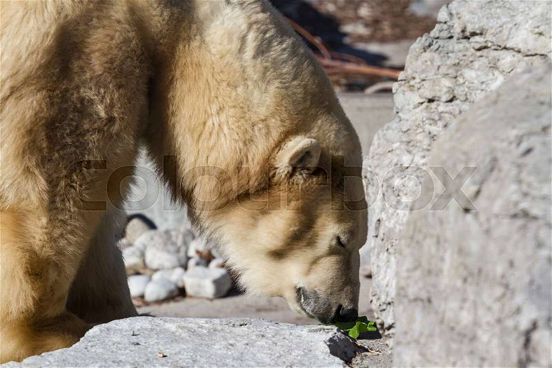 A polar bear sniffing a piece of lettuce, stock photo