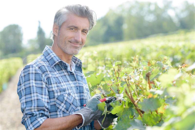 Man working in a vineyard, stock photo