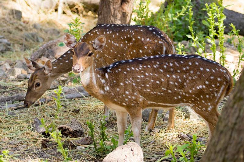 Image of a chital or spotted deer on nature background. wild animals, stock photo