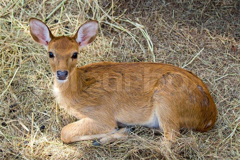 Image of a deer relax on nature background. wild animals, stock photo