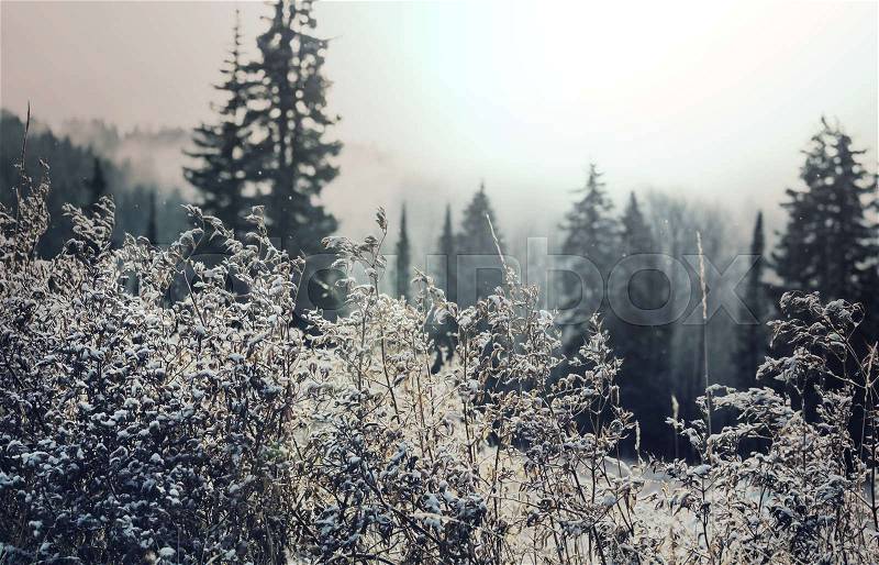 Close-up shot of the frozen grass in the winter morning in mountains, stock photo