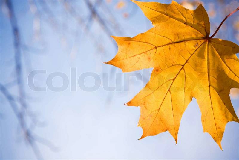 Special toned and selective focus on nearest leaf, stock photo