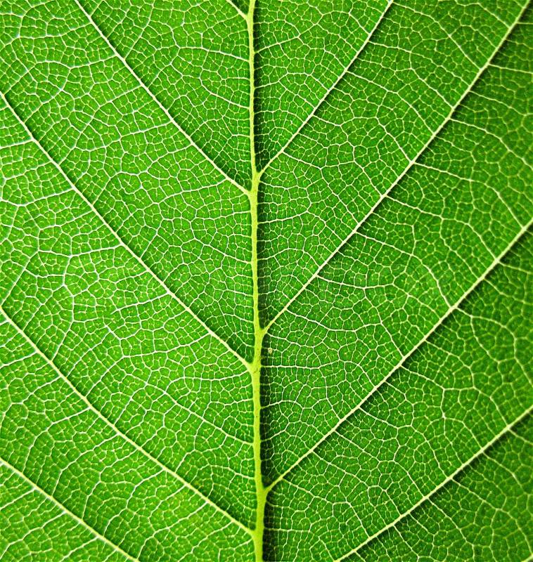 Leaves, close-up for you and you web, stock photo