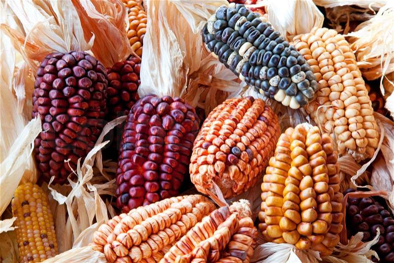 Decorative corn on the autumn market, stock photo