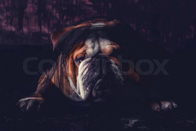 Portrait of angry English bulldog,selective focus , stock photo