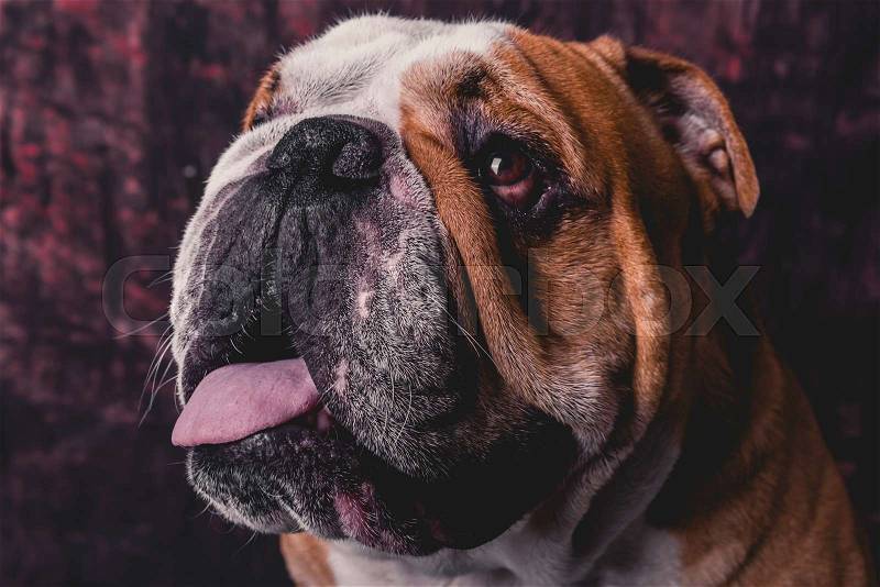 Cute English bulldog portrait in the studio, stock photo