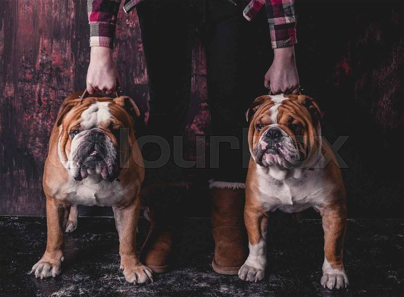 Female holding two english bulldogs,selective focus , stock photo