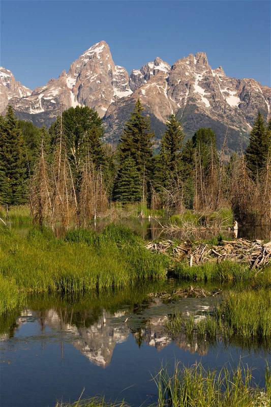 The water is perfectly smooth showing high peak reflections in the Teton\'s below this Beaver Dam, stock photo