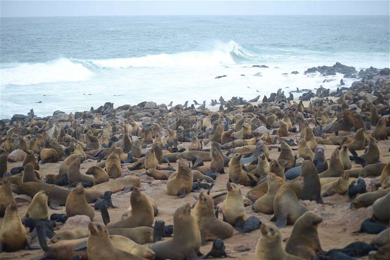 Seals at Cape Cross, Namibia, stock photo