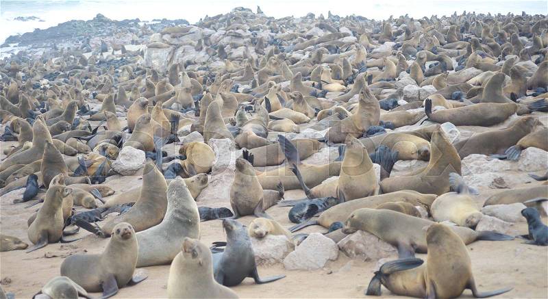 Seals at Cape Cross, Namibia, stock photo
