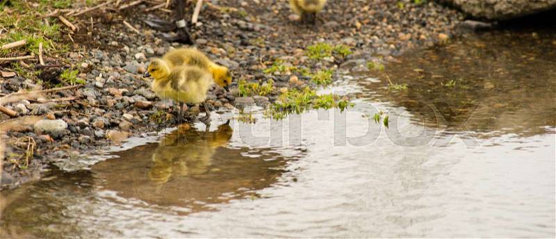 Newborn Chicks Columbia River Drink Eat Shoreline Wild Animals Birds, stock photo