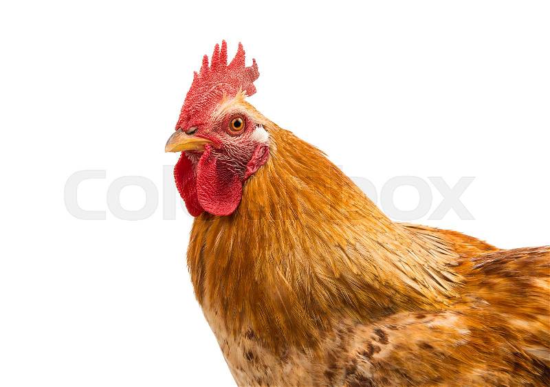 Rooster isolated on white background, stock photo