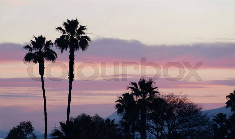 Palm Tree West Coast Tropical California Sunset Skyline, stock photo