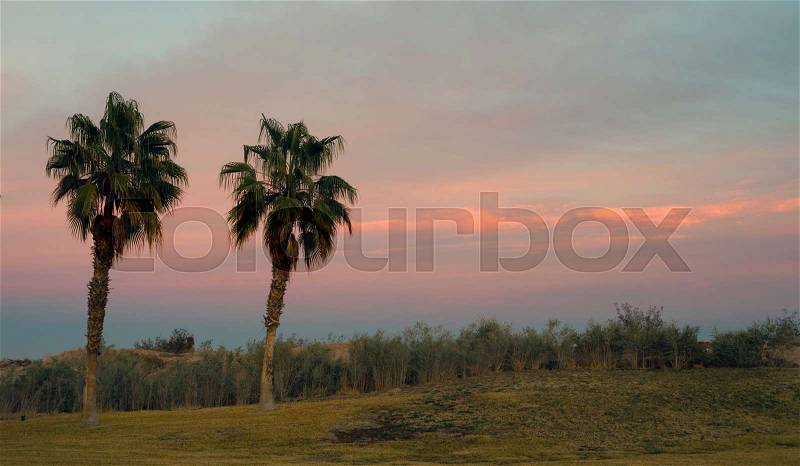 Palm Trees Stand Admidst Farmland In California At Sunset, stock photo