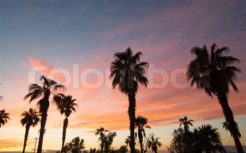 Palm Tree West Coast Tropical California Sunset, stock photo