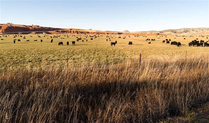 Black Angus Cattle Graze Large Ranch Wyoming Domestic Animal, stock photo
