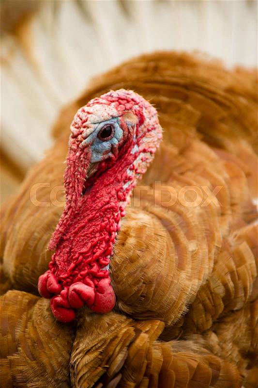 One of the most interesting loolking birds a large Turkey showing plumage, stock photo