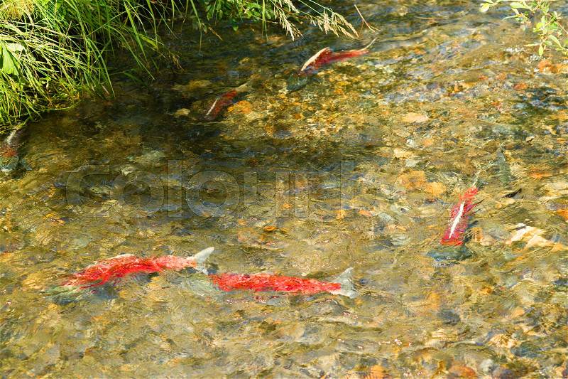 Salmon head into the stream for the last time in thier lives, stock photo