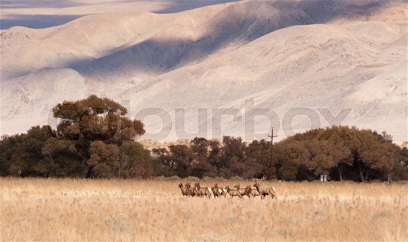 Male Bull Elk Leads Female Animal Brood Mates Livestock Owens Valley, stock photo