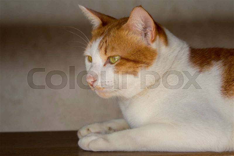 Image of a lovely cat. Pet Animal, stock photo