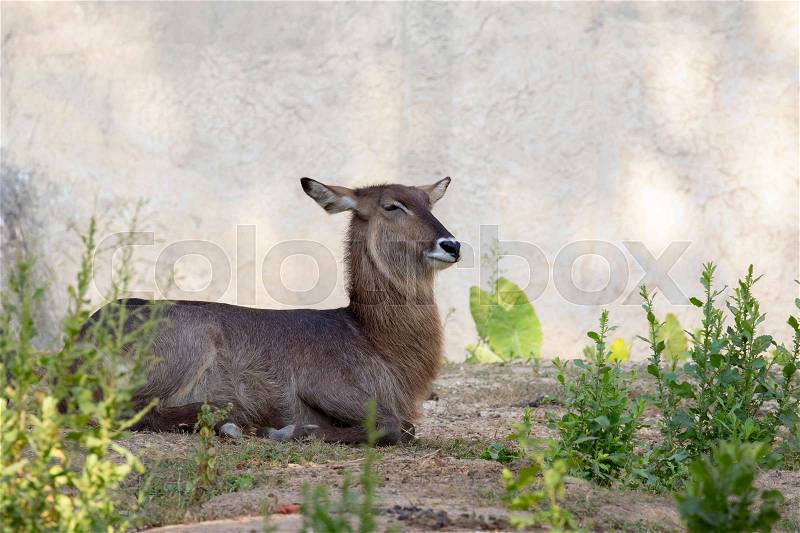 Image of an antelope relax on nature background. Wild Animals, stock photo