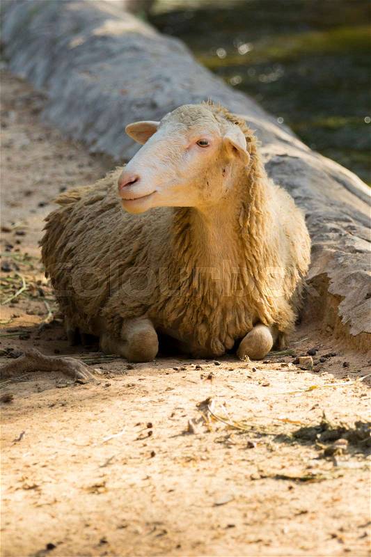 Image of a brown sheep relax on nature background in thailand. Farm animal, stock photo