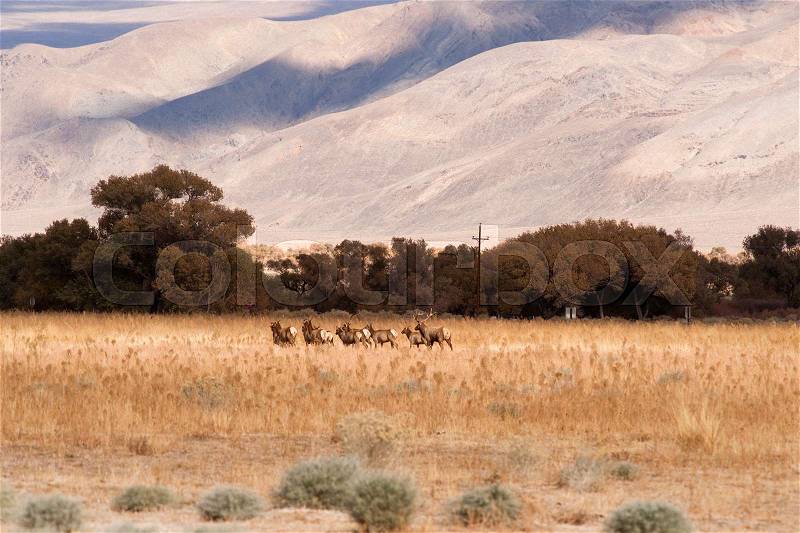 Male Bull Elk Leads Female Animal Mates Wild Livestock, stock photo