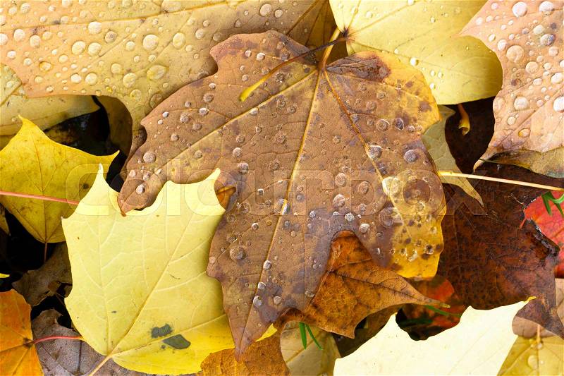 Leaves Fallen Winter Nature Ground Autumn Season Change Dew Drops, stock photo
