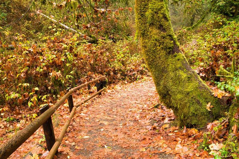Marked Path Rainforest Trail Pacific Northwest West Coast, stock photo