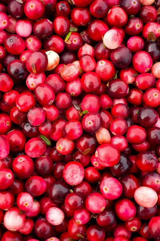 Cranberry Bog Food Fruit Cranberries Piled in Truck, stock photo